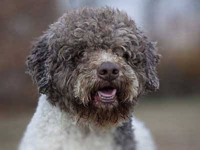 Lagotto Romagnolo